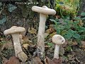 Infundibulicybe geotropa-amf447